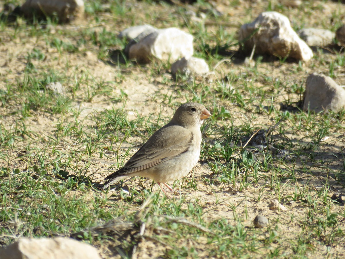 Trumpeter Finch - ML651322323