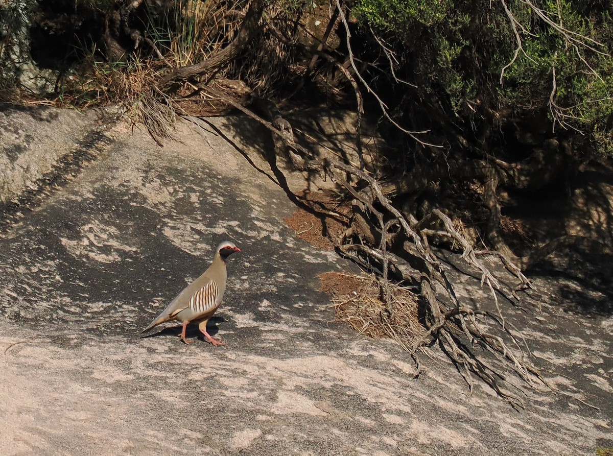 Philby's Partridge - ML651322391