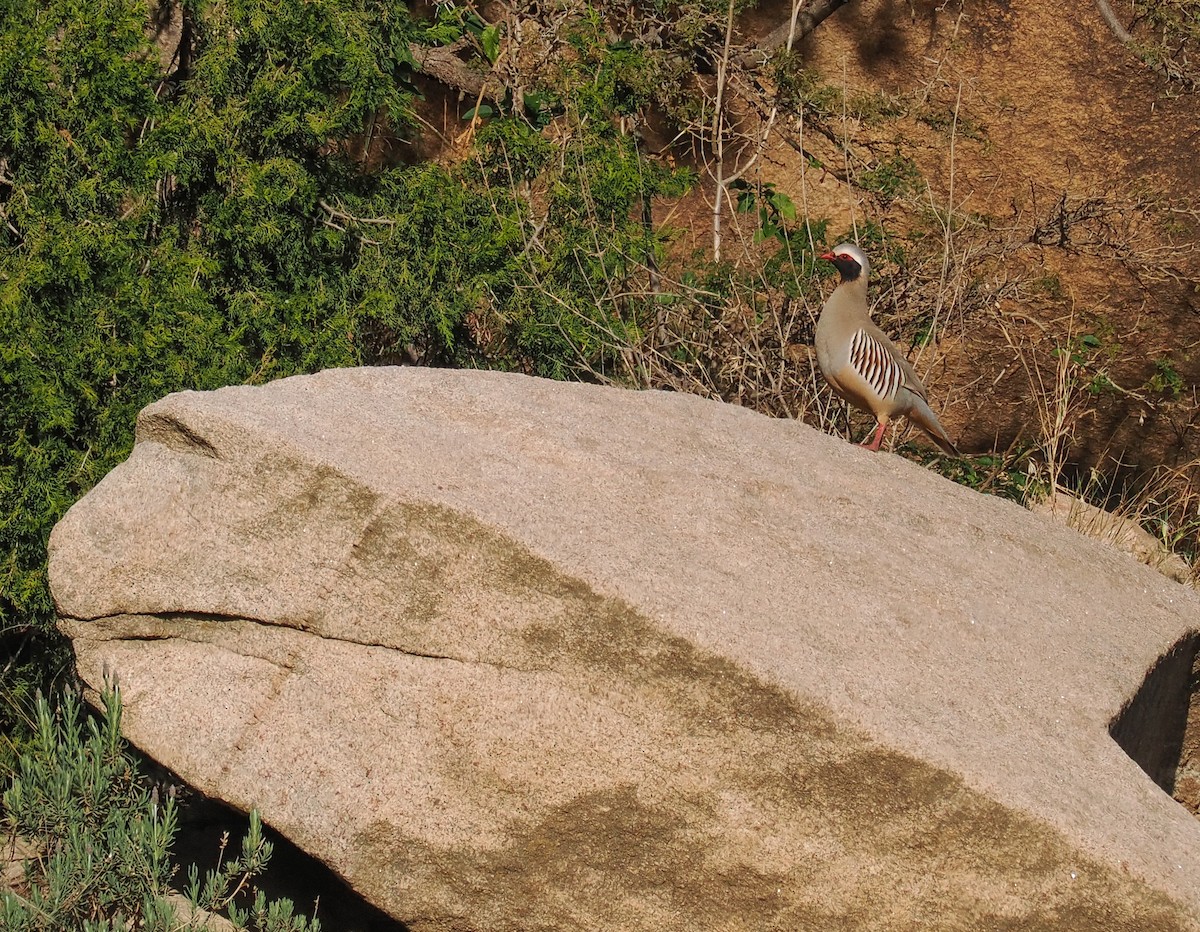 Philby's Partridge - ML651322392