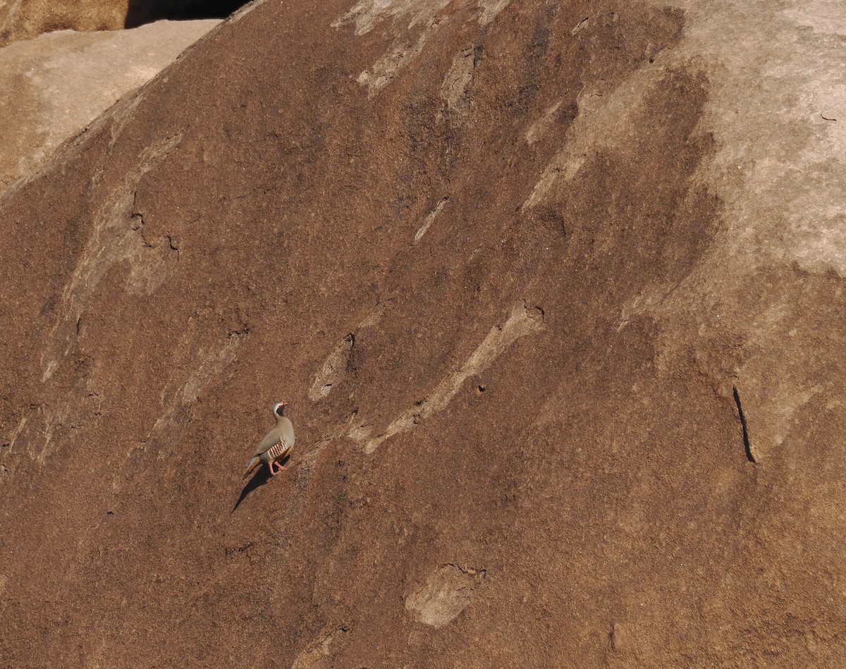 Philby's Partridge - ML651322393