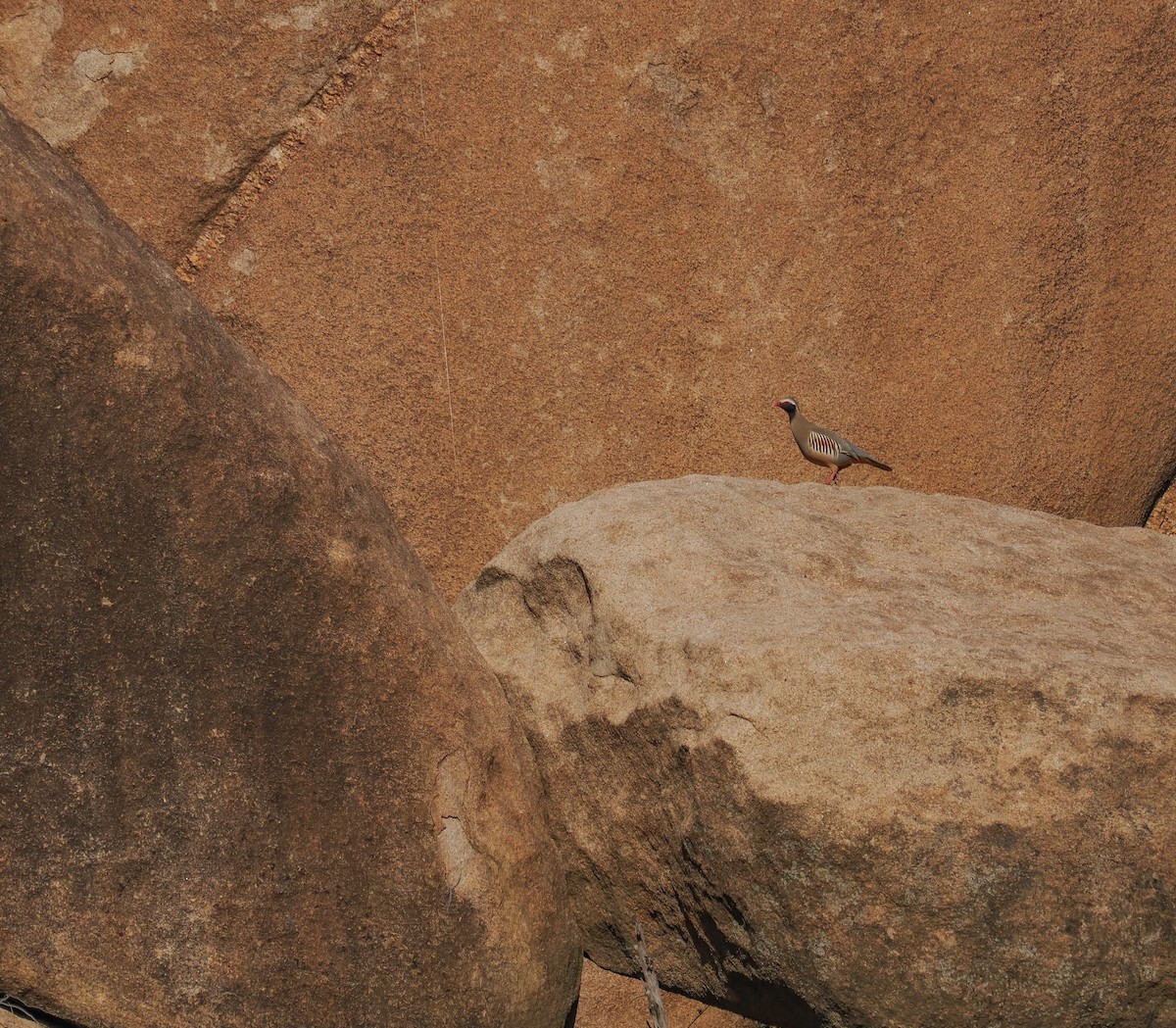 Philby's Partridge - ML651322394