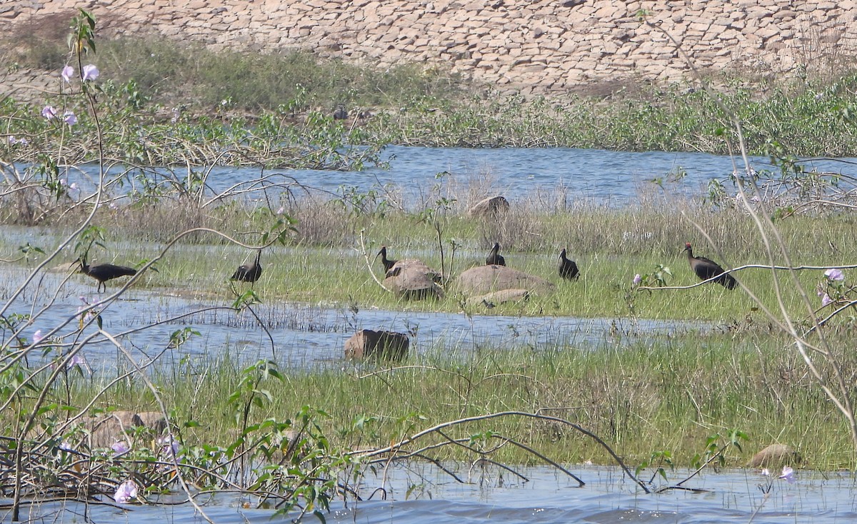 Red-naped Ibis - ML651323575