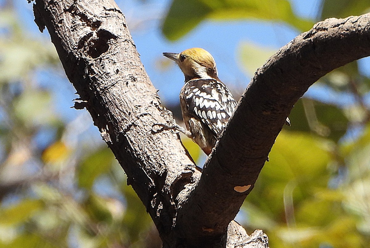 Yellow-crowned Woodpecker - ML651323713
