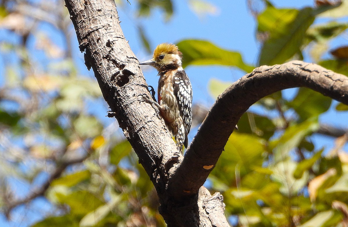 Yellow-crowned Woodpecker - ML651323714