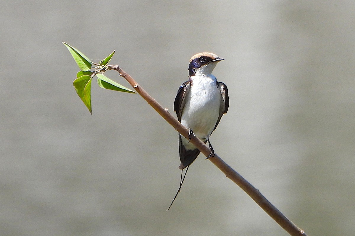 Wire-tailed Swallow - ML651323761
