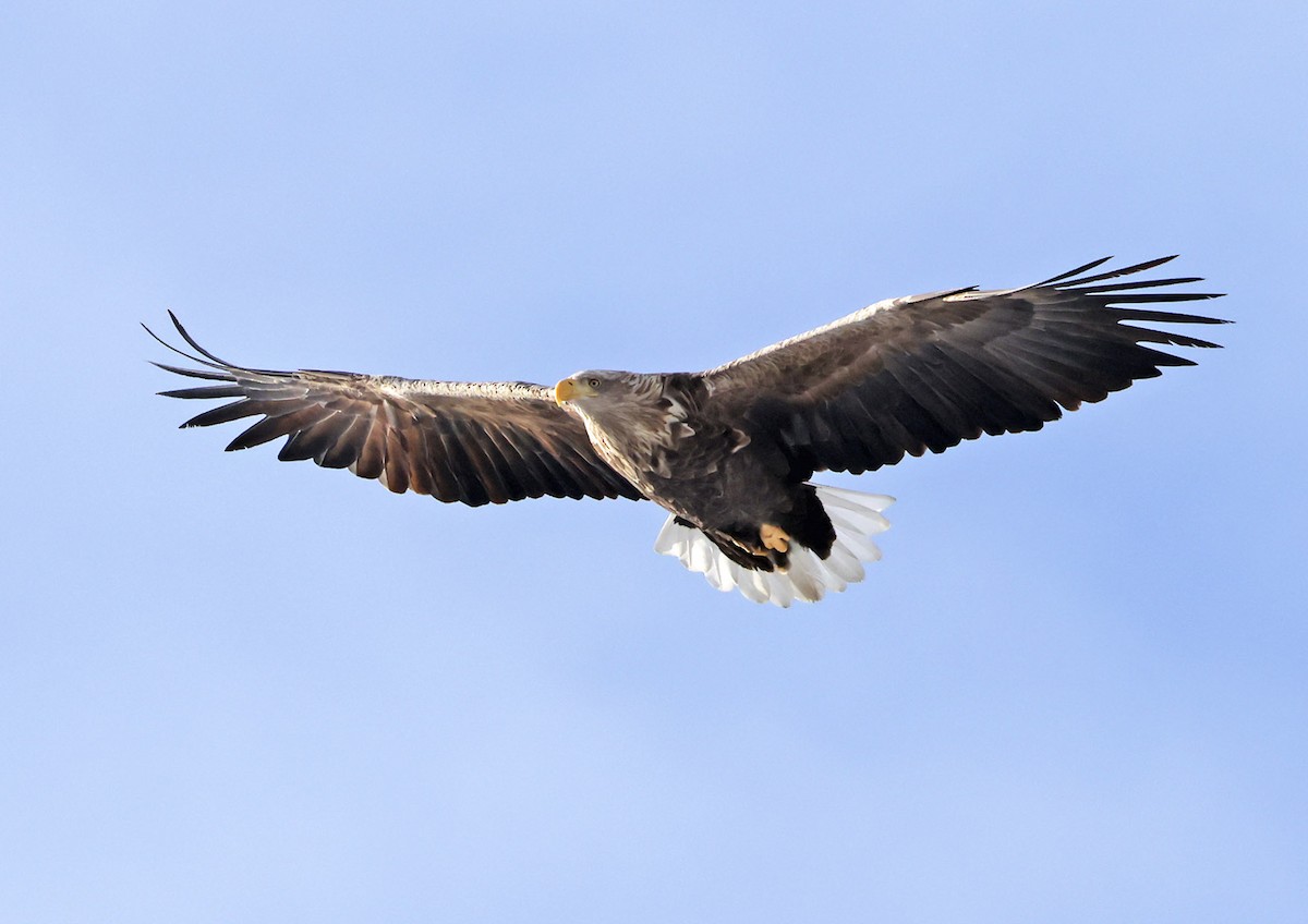 白尾海鵰 - ML651324188