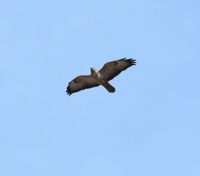 Buteo, unbestimmt - ML651325373