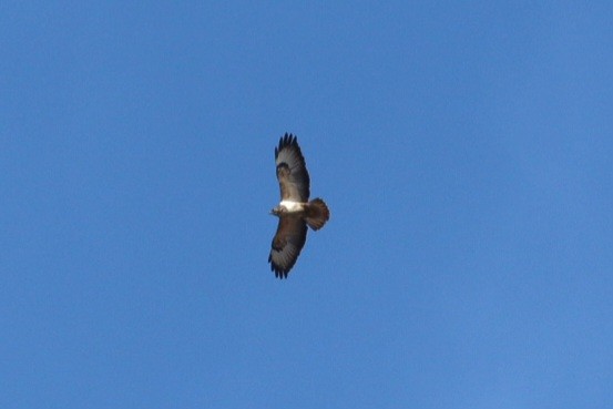 Buteo, unbestimmt - ML651325374