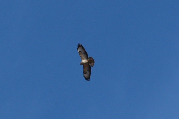 Buteo, unbestimmt - ML651325375