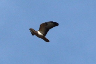 Buteo, unbestimmt - ML651325376