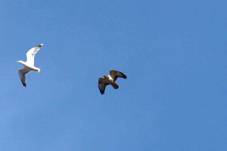 Buteo, unbestimmt - ML651325377