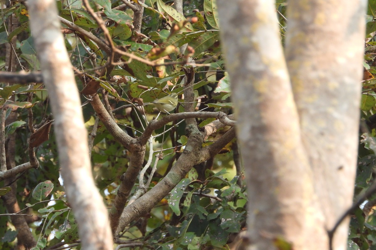 Western Crowned Warbler - ML651325470