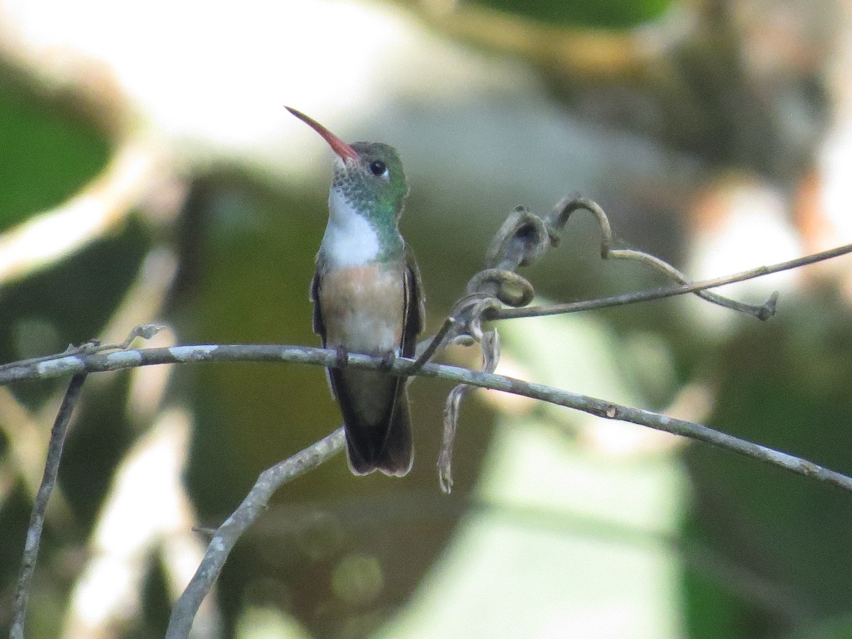 kolibřík Amazilin - ML651325861