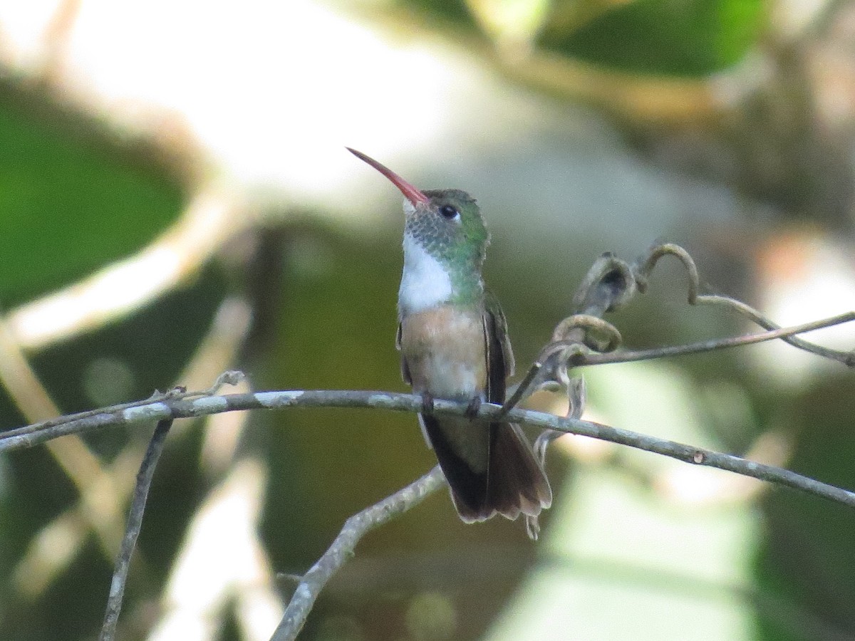 kolibřík Amazilin - ML651325862