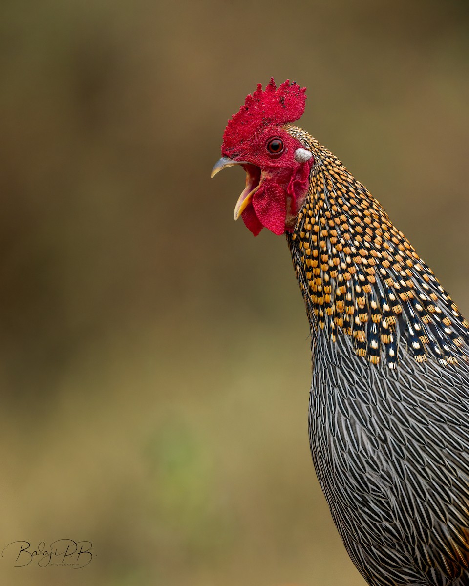 brokadehane - ML651326615