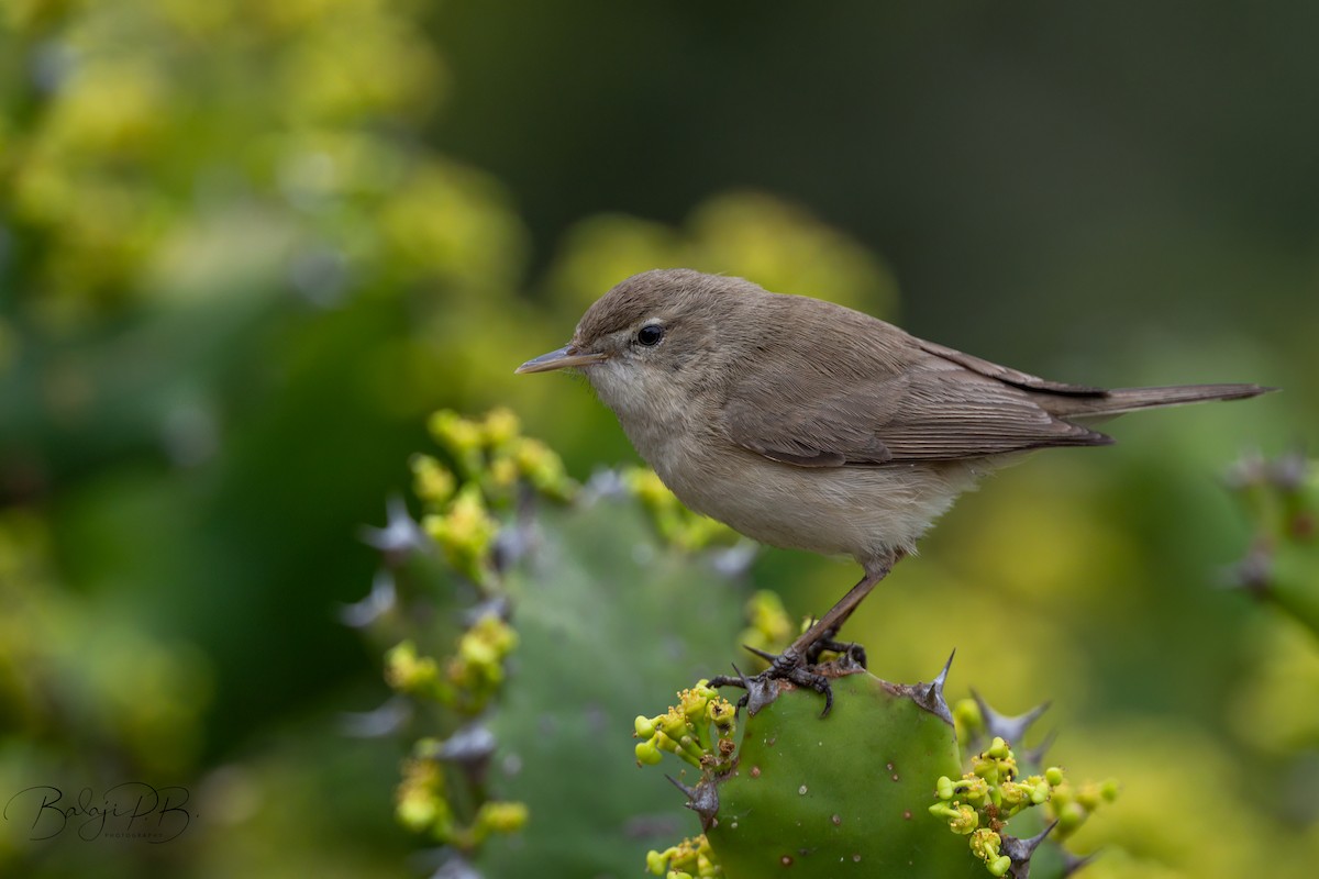 tartarsanger - ML651326618