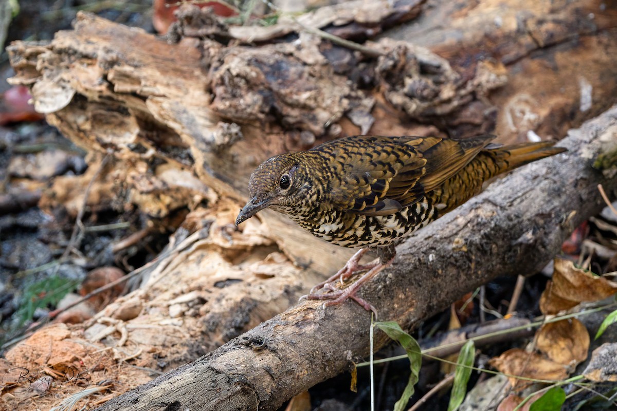 nilgiritrost - ML651326620