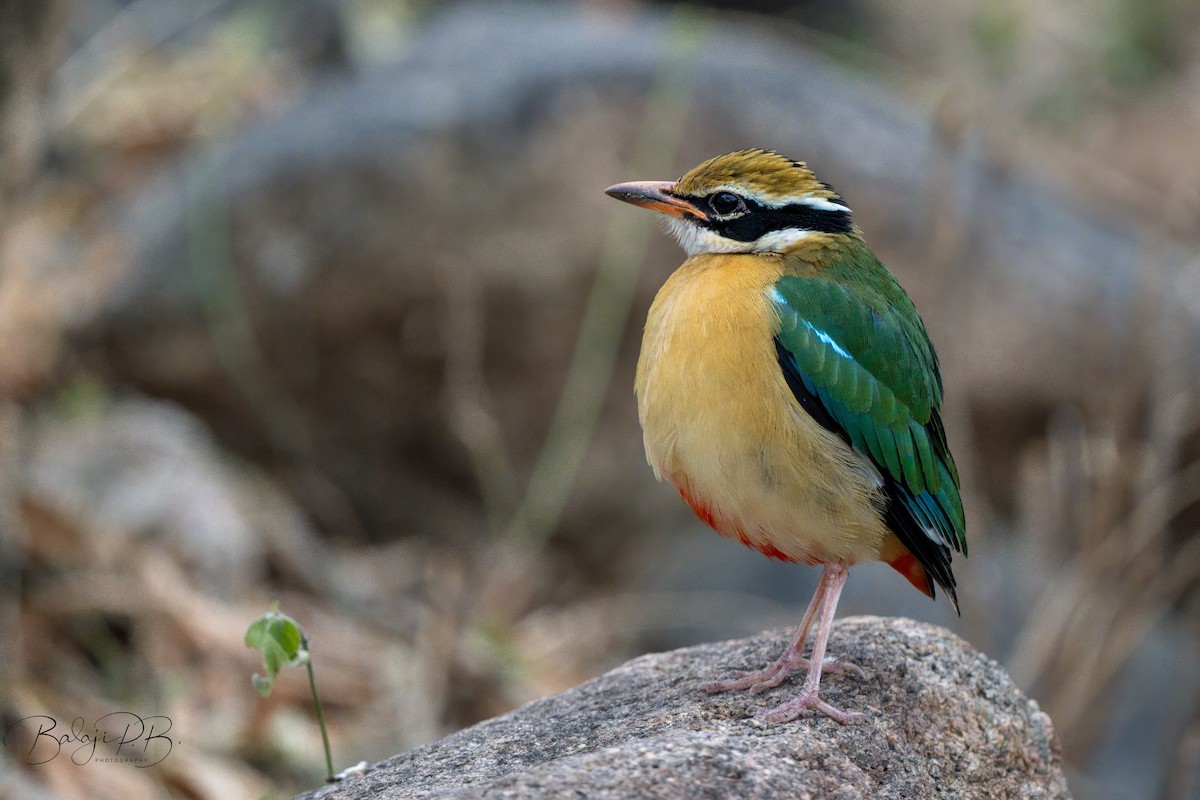 indiapitta - ML651326628