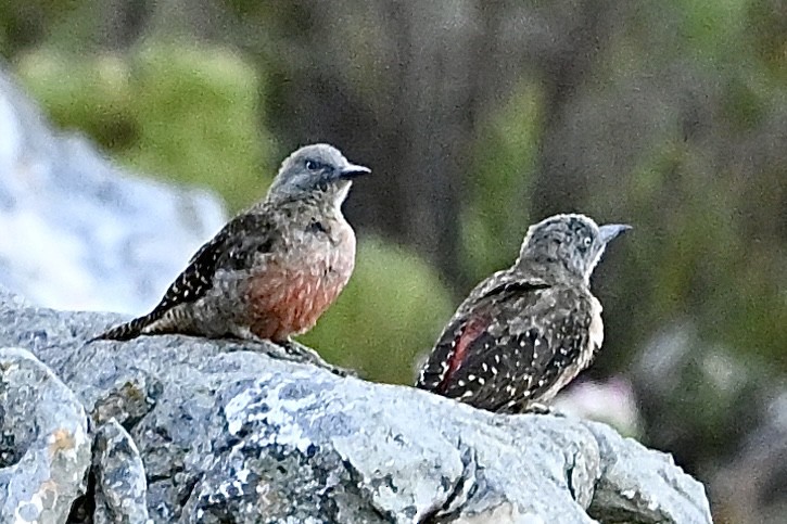 eBird Checklist - 17 Feb 2026 - Rooi-Els - 13 species