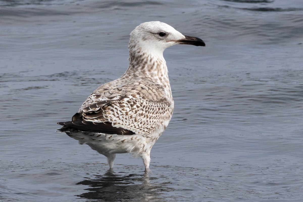 Mongolian Gull - ML651327667