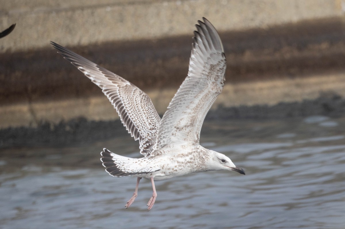 Mongolian Gull - ML651327668