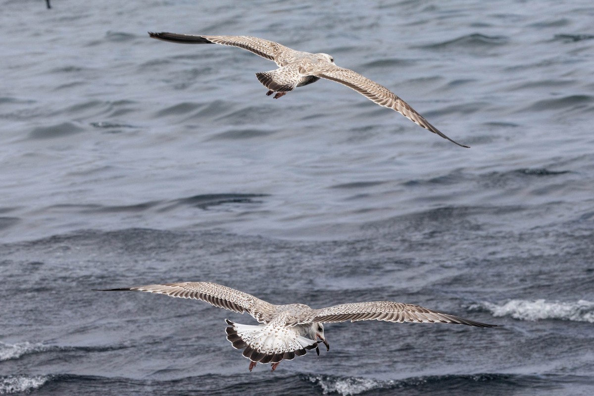 Mongolian Gull - ML651327669