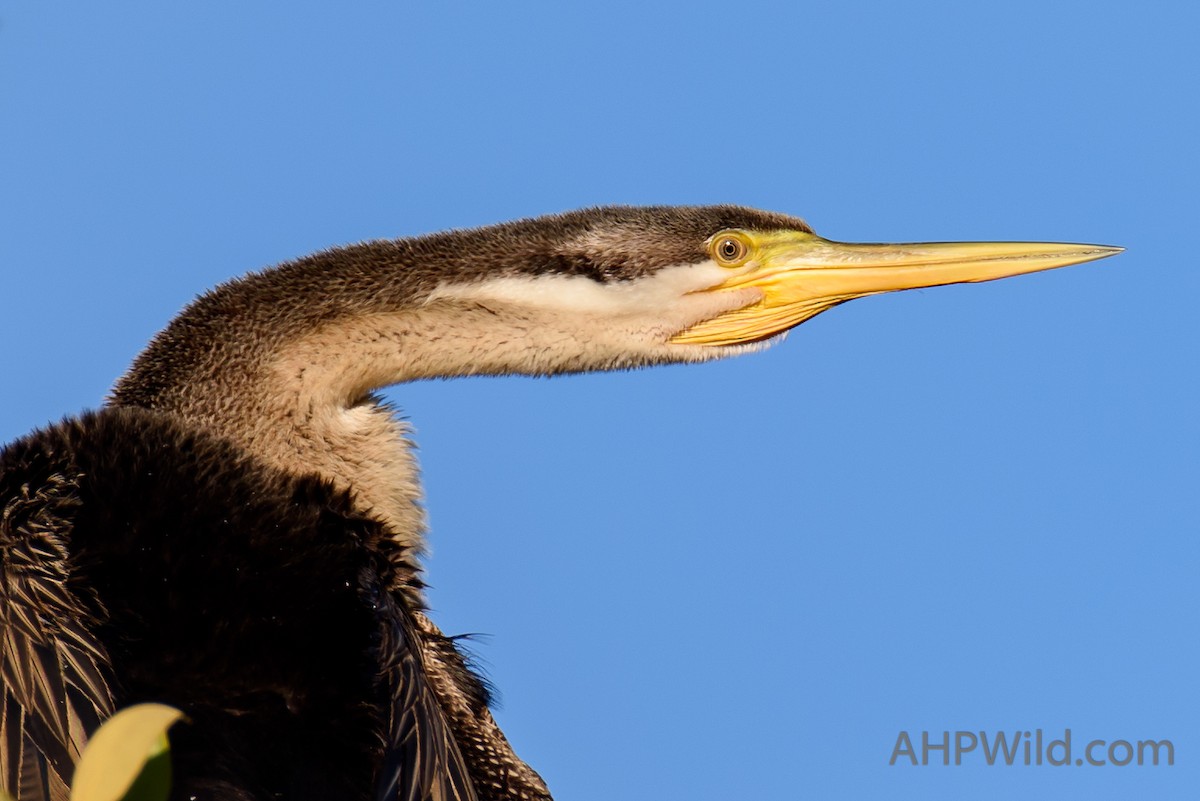 Australasian Darter - Adam Higgins