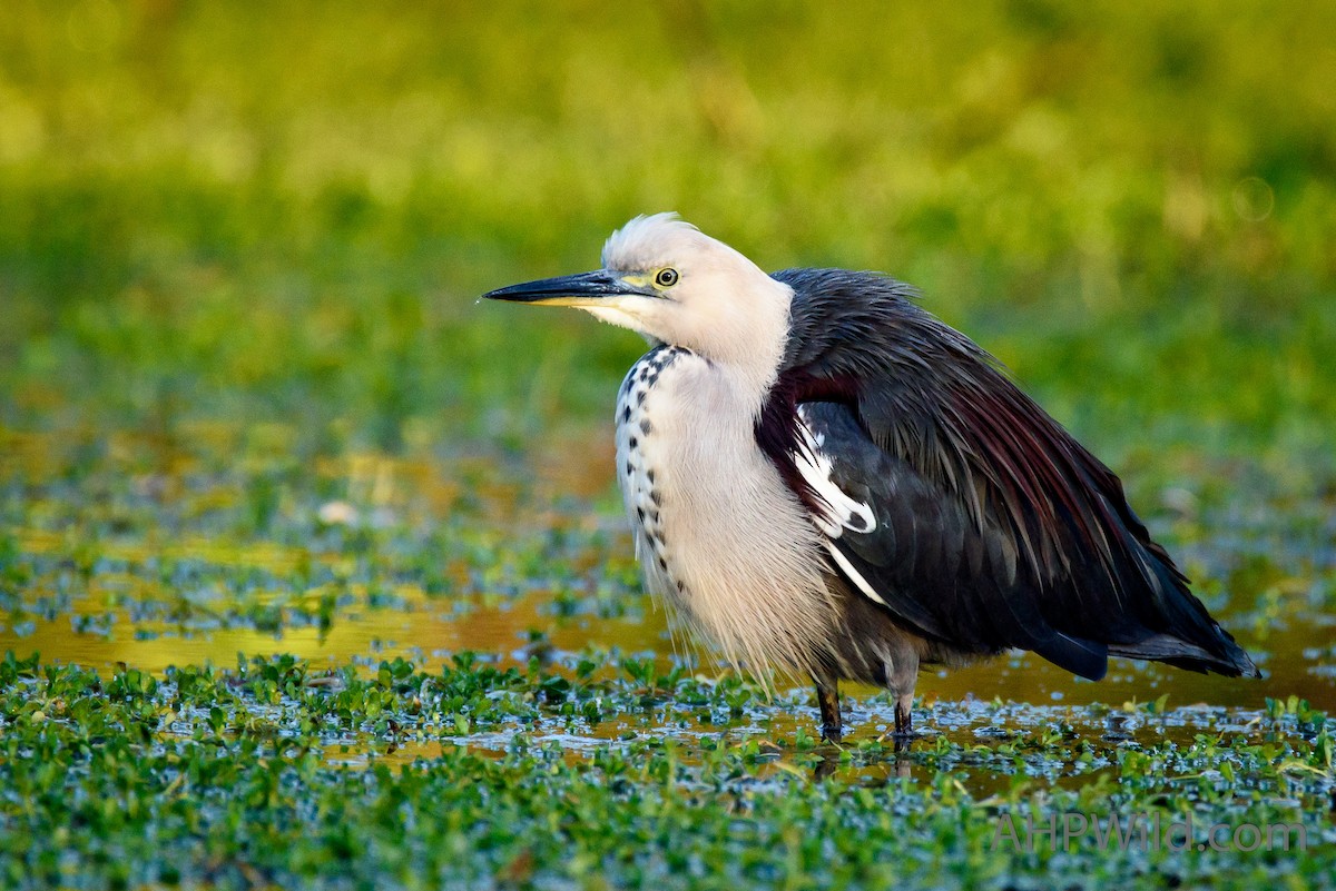 Pacific Heron - ML65133131