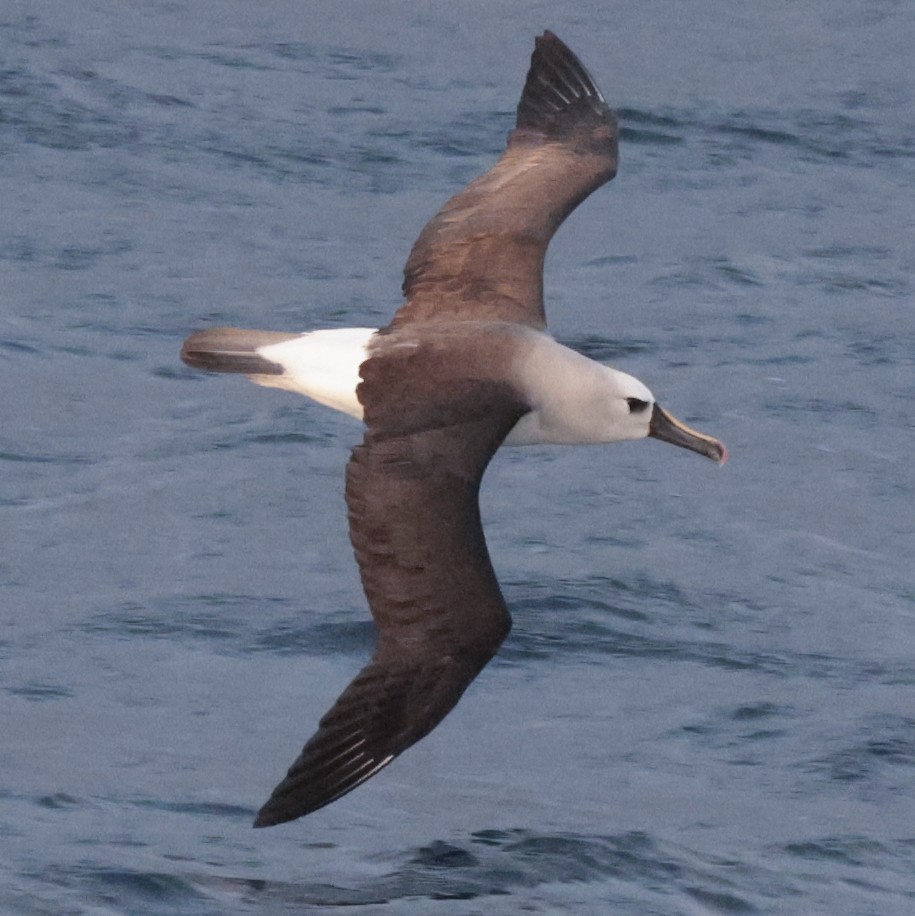 Atlantic Yellow-nosed Albatross - ML651331683