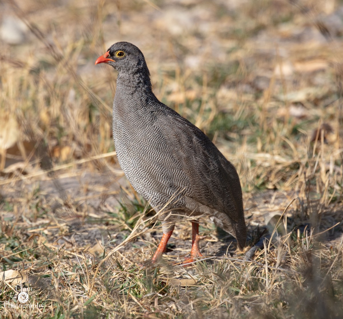 Francolin à bec rouge - ML651331986