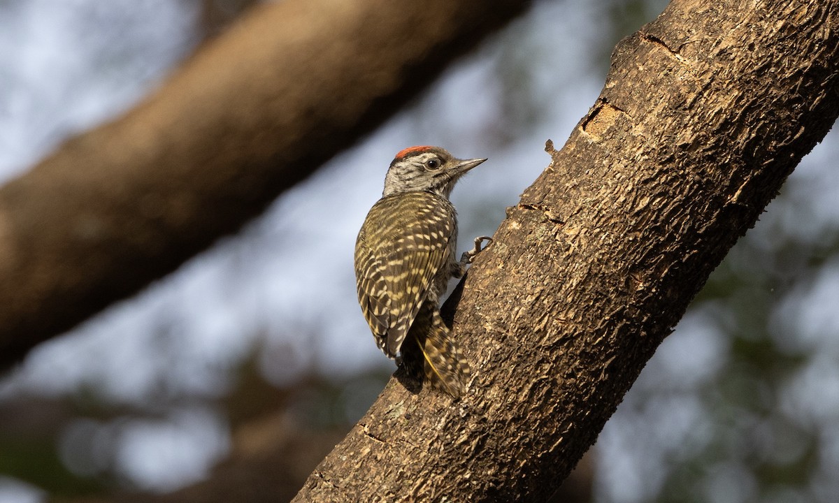 Cardinal Woodpecker - ML651333060