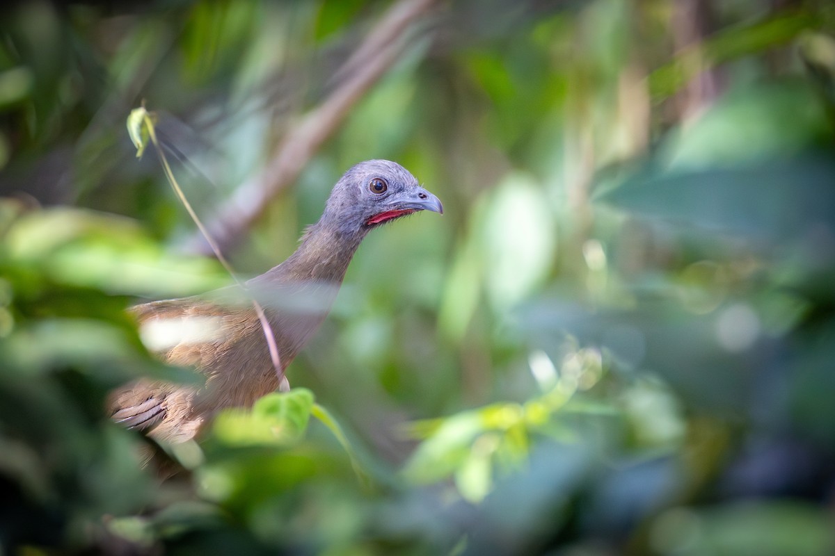 Plain Chachalaca - ML651333196