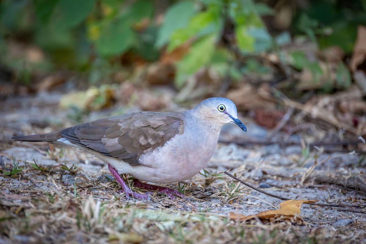 Gray-headed Dove - ML651333232