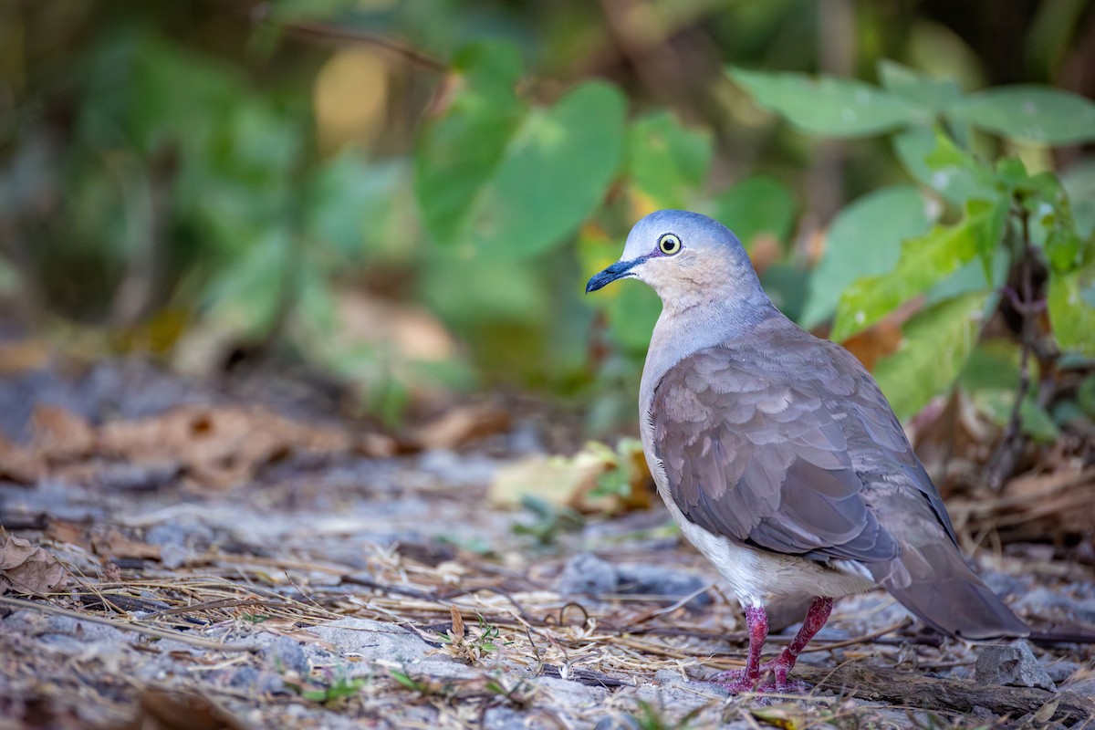 Gray-headed Dove - ML651333251
