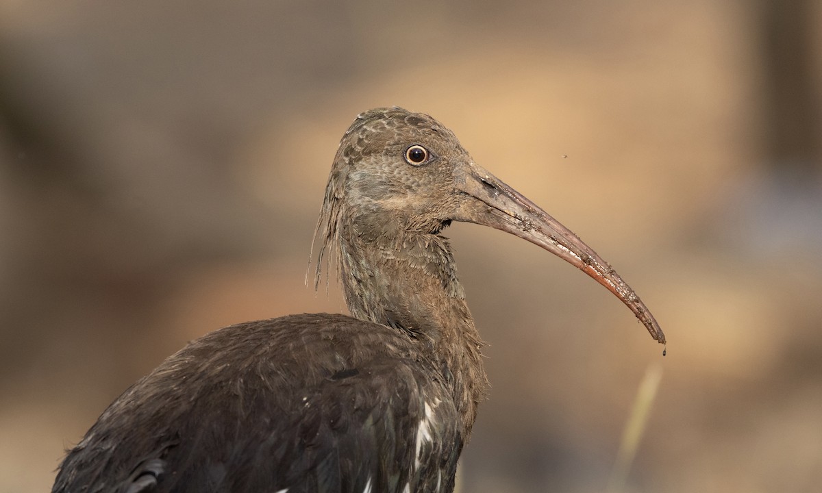 Wattled Ibis - ML651333253