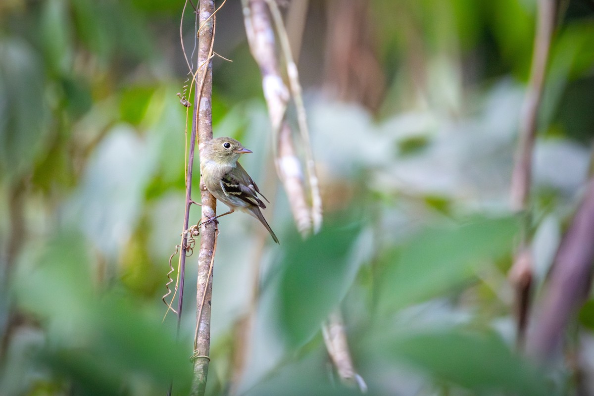 חטפית צהובת-גחון - ML651333298