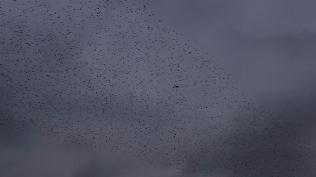 Storno - ML651333316