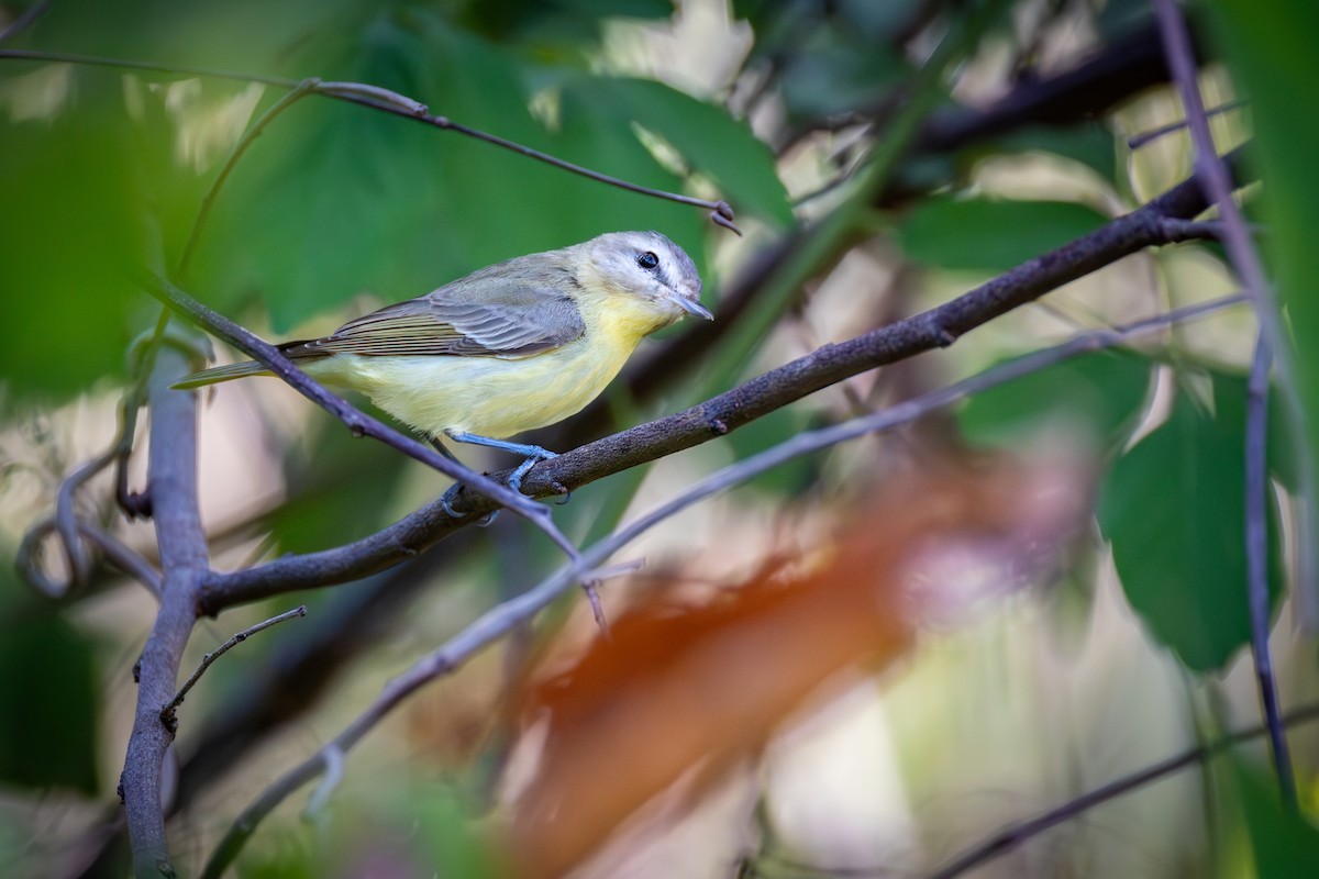 ויראו זיתני - ML651333328