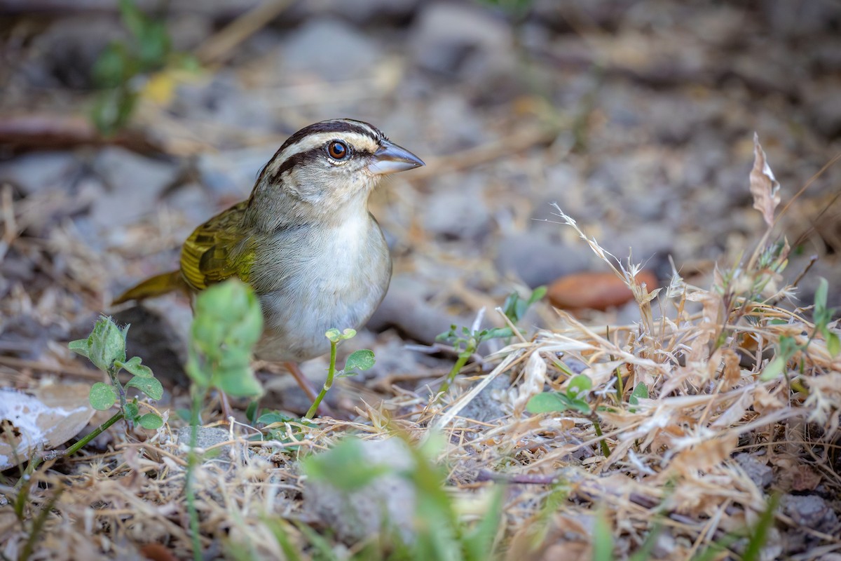 Olive Sparrow - ML651333342