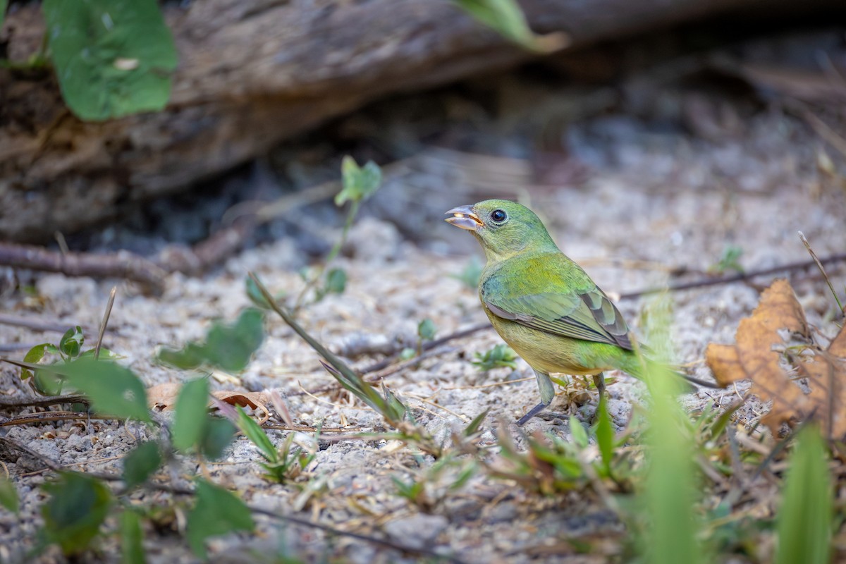 Painted Bunting - ML651333375