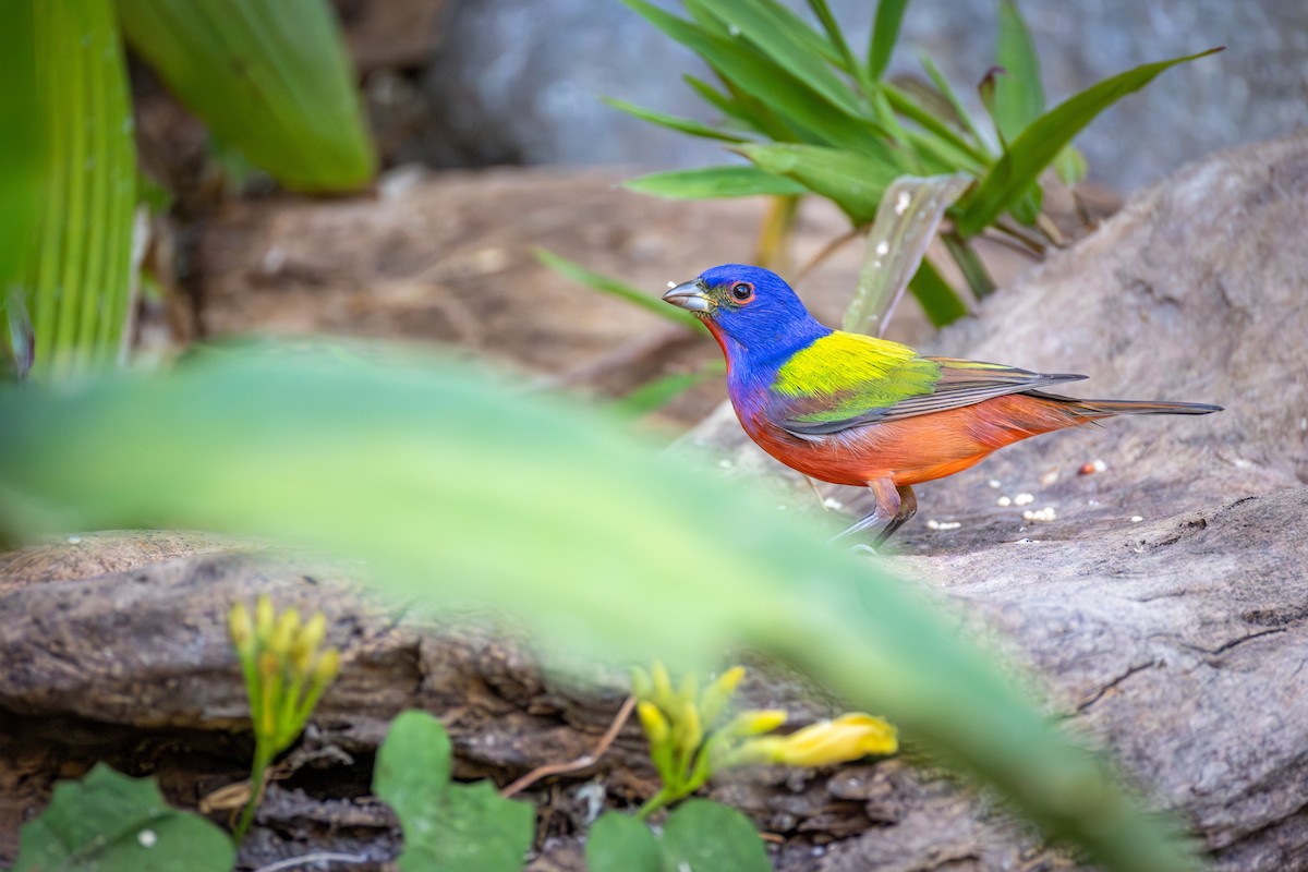 Painted Bunting - ML651333392
