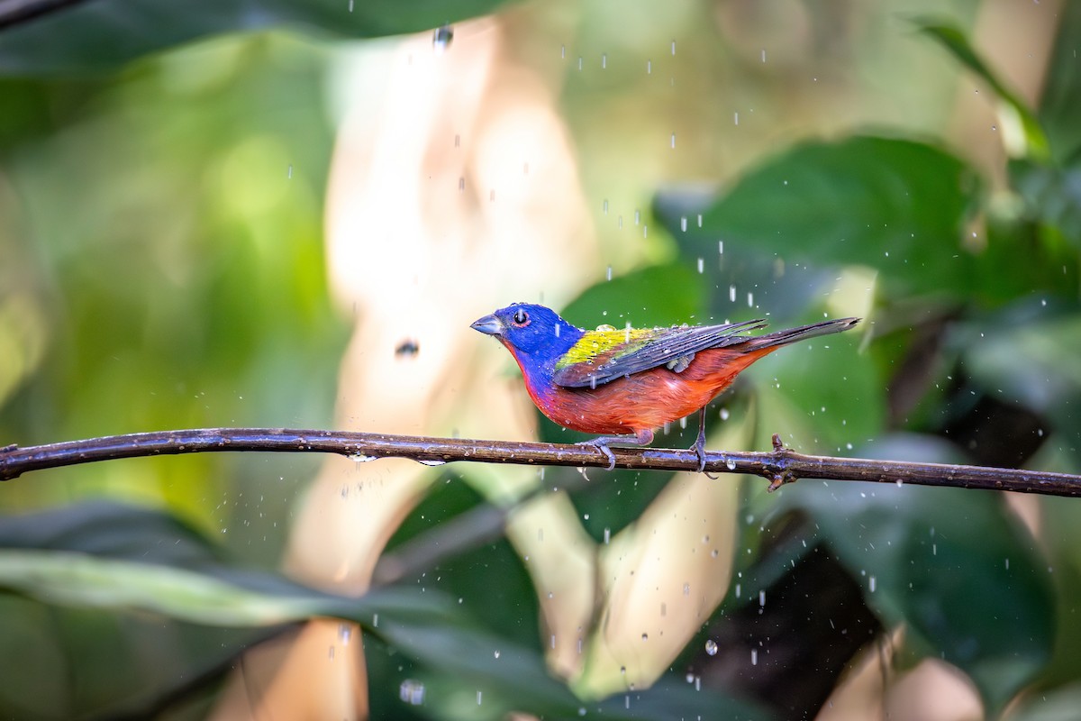 Painted Bunting - ML651333419