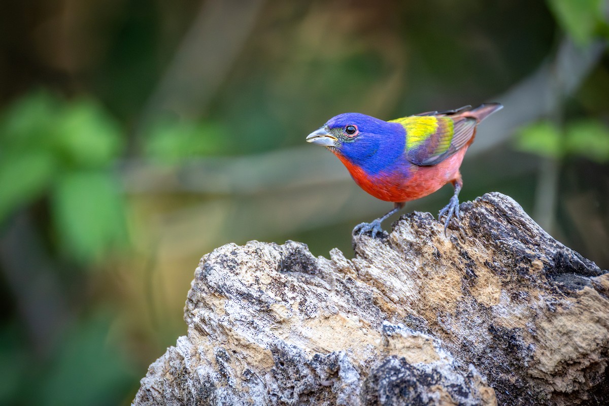 Painted Bunting - ML651333430