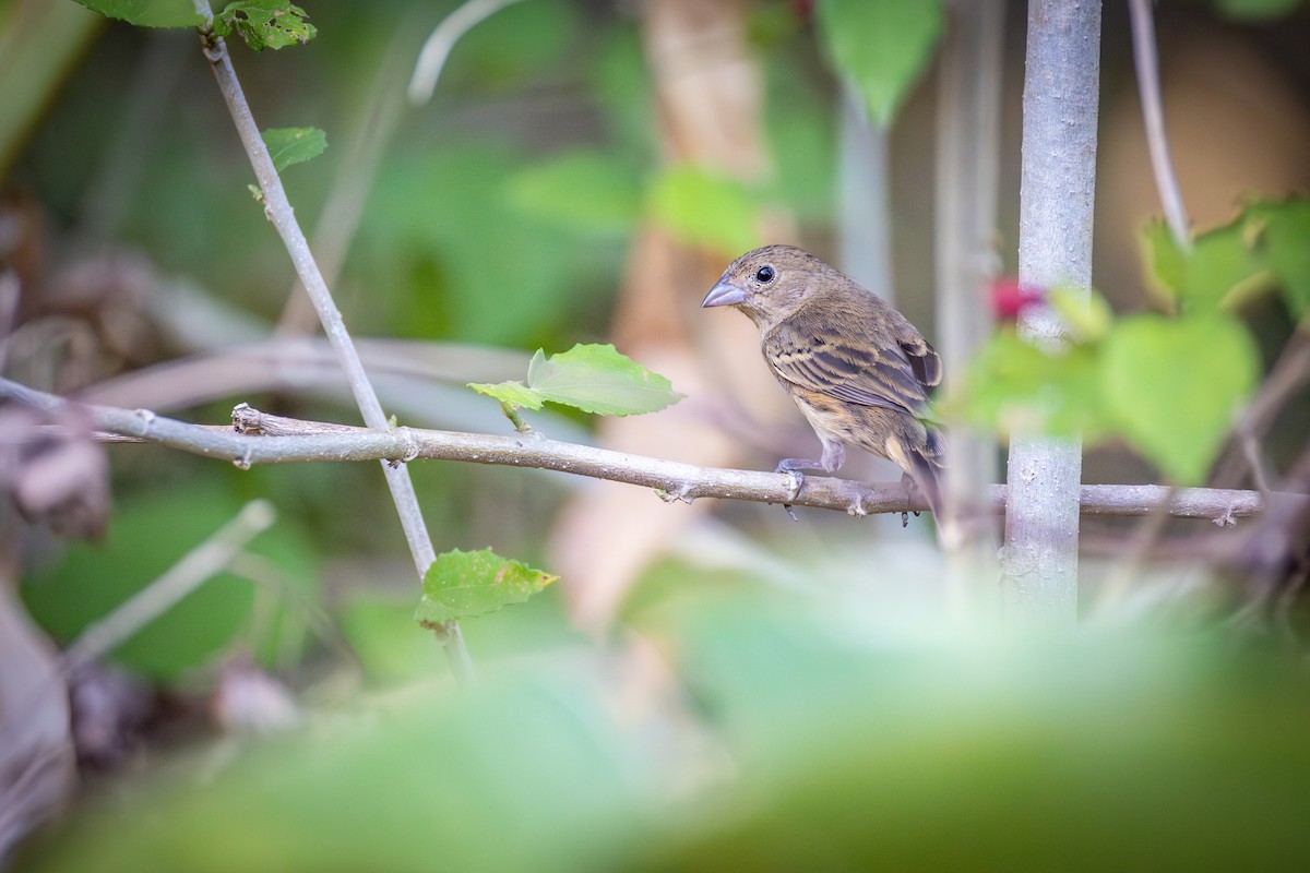 Blue-black Grassquit - ML651333447
