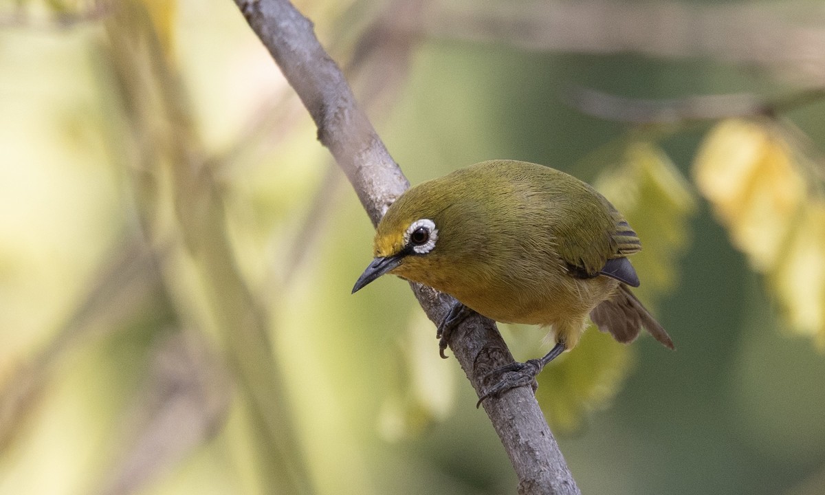 Kafa White-eye - ML651333484