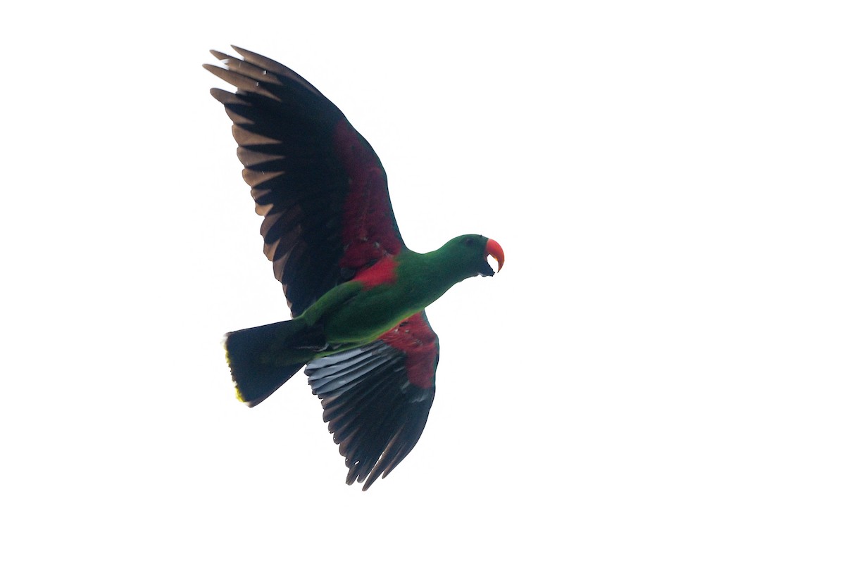 Papuan Eclectus - ML651334386