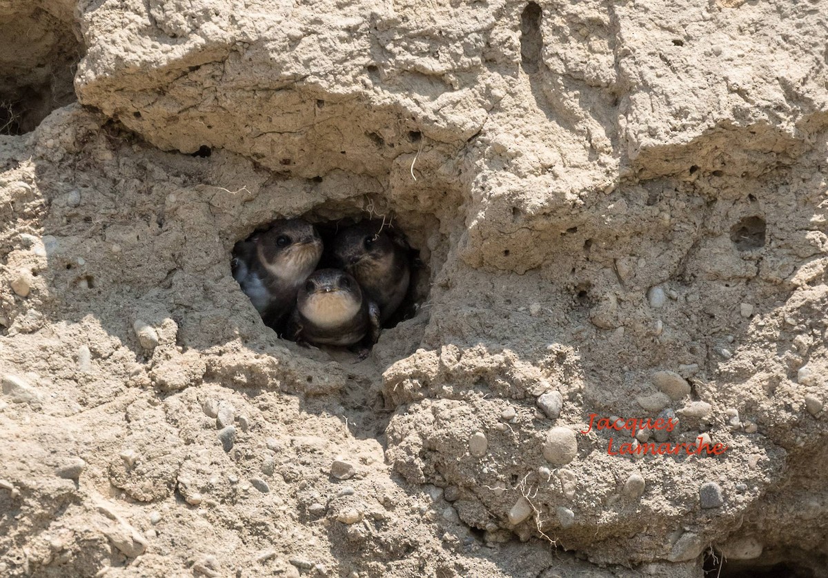 Bank Swallow - COG Club des ornithologues de la Gaspésie