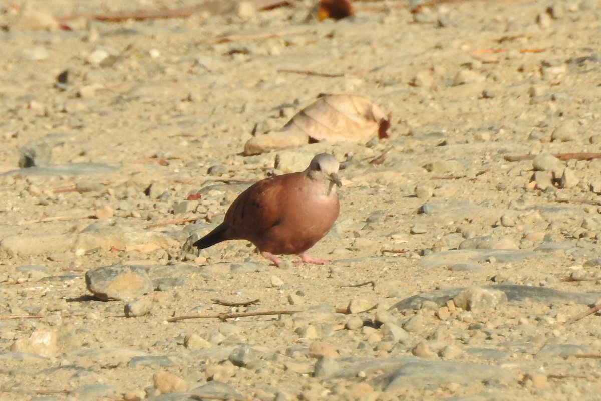 Ruddy Ground Dove - ML651334869