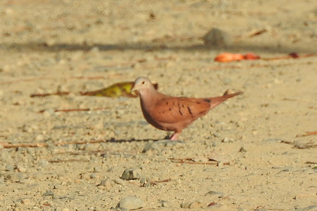 Ruddy Ground Dove - ML651334870