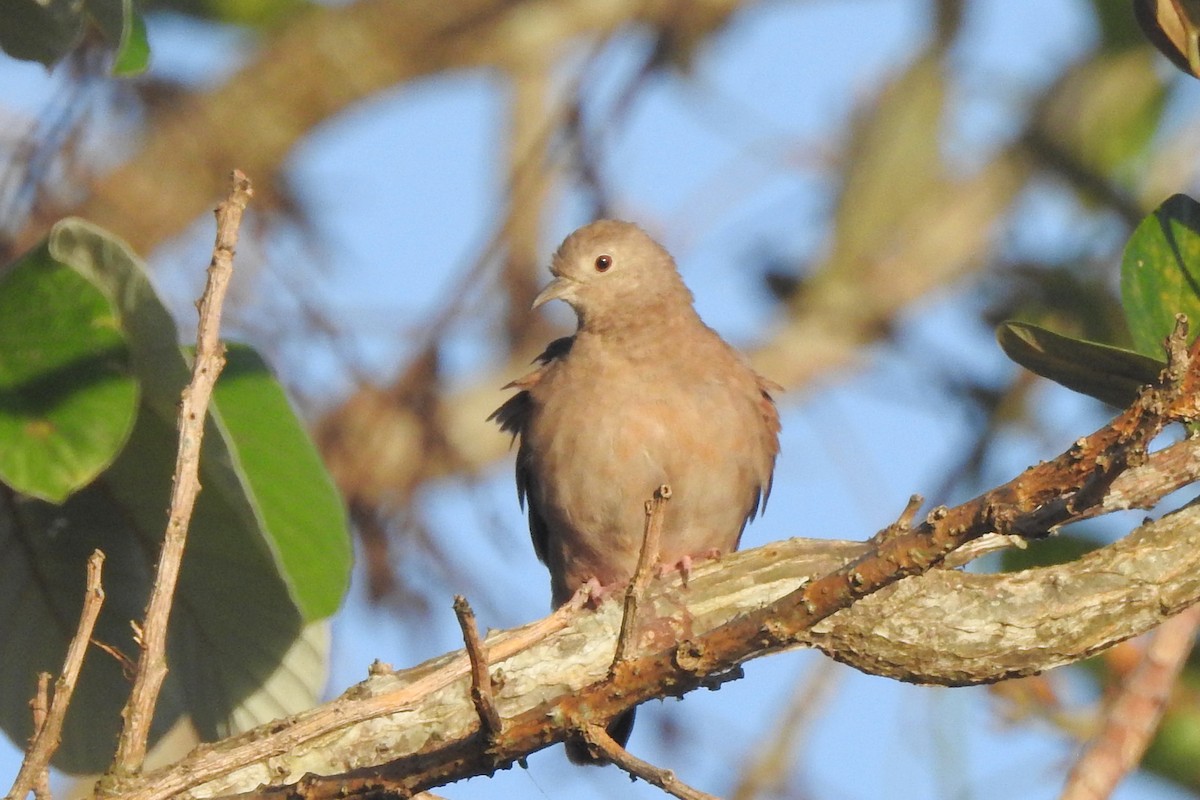 Ruddy Ground Dove - ML651334871